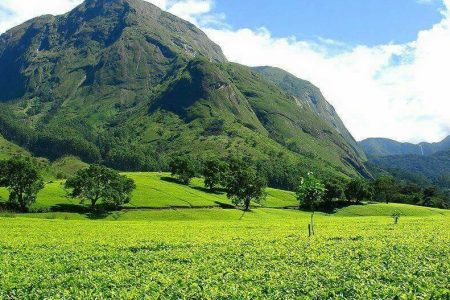 TEA PLANTATION LIMBE TOUR